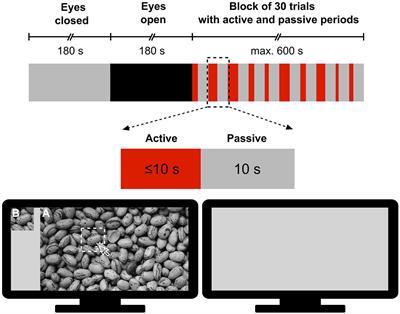 Multifractal Functional Connectivity Analysis of Electroencephalogram Reveals Reorganization of Brain Networks in a Visual Pattern Recognition Paradigm